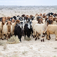 Buy canvas prints of Flock of sheep by Lucas D'Souza