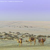 Buy canvas prints of Camels in the desert by Lucas D'Souza