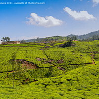 Buy canvas prints of Tea Gardens of Munnar by Lucas D'Souza