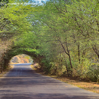 Buy canvas prints of A country road with tree canopy by Lucas D'Souza