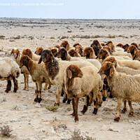 Buy canvas prints of Flock of sheep in the desert by Lucas D'Souza