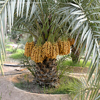 Buy canvas prints of Date palms with bunches of dates by Lucas D'Souza