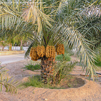 Buy canvas prints of Date palms with bunches of dates by Lucas D'Souza