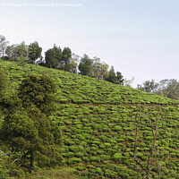 Buy canvas prints of Tea Gardens at Munnar, Kerala, India by Lucas D'Souza