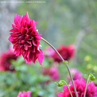 Buy canvas prints of Dahlia flowers with buds by Lucas D'Souza
