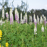 Buy canvas prints of Lupinus flowers, also known as bluebonnet by Lucas D'Souza