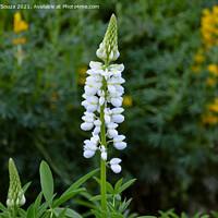 Buy canvas prints of Lupinus flowers, also known as bluebonnet by Lucas D'Souza