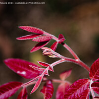 Buy canvas prints of Red tender leaves of a wild plant by Lucas D'Souza