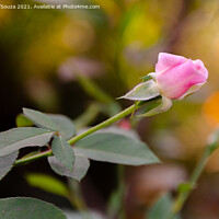 Buy canvas prints of Pink rose with leaves by Lucas D'Souza