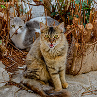 Buy canvas prints of Cats out in the sun by Lucas D'Souza