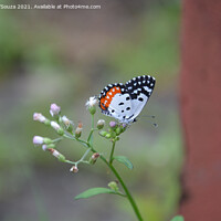 Buy canvas prints of Butterfly sitting a wild flower by Lucas D'Souza
