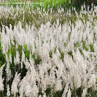 Buy canvas prints of Featherlike white flowers of grass by Lucas D'Souza