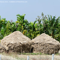 Buy canvas prints of Straw stacks with coconut palms in the backgroundand arecanut pa by Lucas D'Souza