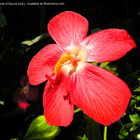 Buy canvas prints of Red hibiscus flower by Lucas D'Souza