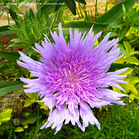 Buy canvas prints of Stokesia laevis flowers also known as Stokes aster by Lucas D'Souza