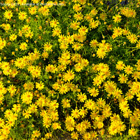 Buy canvas prints of Flower bed by Lucas D'Souza