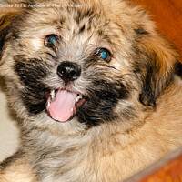 Buy canvas prints of Cute fluppy Tibetan Lhasa puppy by Lucas D'Souza