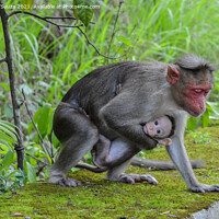 Buy canvas prints of Monkey protecting its baby by Lucas D'Souza