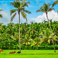 Buy canvas prints of Coconut and areca nut farming by Lucas D'Souza