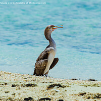 Buy canvas prints of Cormorant bird on the beach by Lucas D'Souza