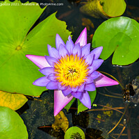 Buy canvas prints of Water lilly in a pond by Lucas D'Souza