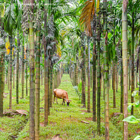 Buy canvas prints of Areca nut plantation by Lucas D'Souza