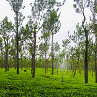 Buy canvas prints of Tea gardens at Ooty, India by Lucas D'Souza