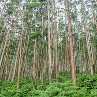 Buy canvas prints of Eucalyptus forest at Ooty, India by Lucas D'Souza