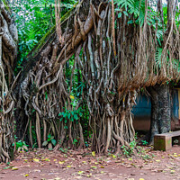 Buy canvas prints of Banyan tree trunk and roots by Lucas D'Souza