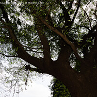 Buy canvas prints of Old tamarind tree by Lucas D'Souza