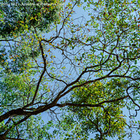 Buy canvas prints of Tree canopy by Lucas D'Souza