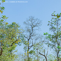 Buy canvas prints of Tree canopy by Lucas D'Souza