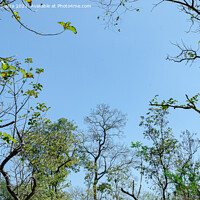 Buy canvas prints of Tree canopy by Lucas D'Souza