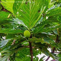 Buy canvas prints of Breadfruit plant by Lucas D'Souza