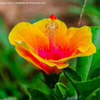 Buy canvas prints of Hibiscus flower and buds on a plant by Lucas D'Souza