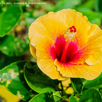 Buy canvas prints of Hibiscus flower and buds on a plant by Lucas D'Souza
