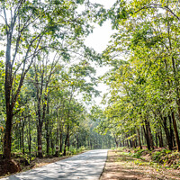 Buy canvas prints of Forest road by Lucas D'Souza