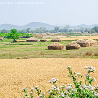 Buy canvas prints of Harvested fields with straw stacks by Lucas D'Souza