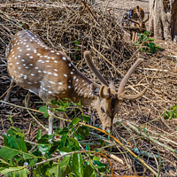 Buy canvas prints of Deers Nisargadhama forest park at Kushalnagar, India by Lucas D'Souza