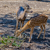 Buy canvas prints of Deers in  Nisargadhama forest park at Kushalnagar, India by Lucas D'Souza
