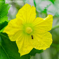 Buy canvas prints of Ant on an ash gourd flower vine and leaves by Lucas D'Souza