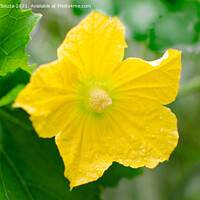 Buy canvas prints of Ash gourd flower vine and leaves by Lucas D'Souza