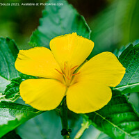 Buy canvas prints of Yellow alder- Turnera ulmifolia flower by Lucas D'Souza