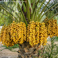 Buy canvas prints of Date palms with dates by Lucas D'Souza
