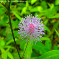 Buy canvas prints of Mimosa flower by Lucas D'Souza