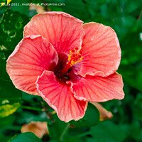 Buy canvas prints of Withering red Hibiscus flower  on a plant by Lucas D'Souza