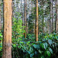 Buy canvas prints of Coffee plantation with silver oak trees by Lucas D'Souza
