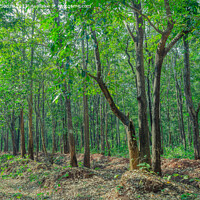 Buy canvas prints of Evergreen forest of Thirthahalli by Lucas D'Souza