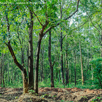 Buy canvas prints of Evergreen forest of Thirthahalli by Lucas D'Souza