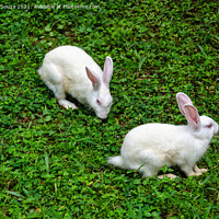 Buy canvas prints of Two white rabbits by Lucas D'Souza